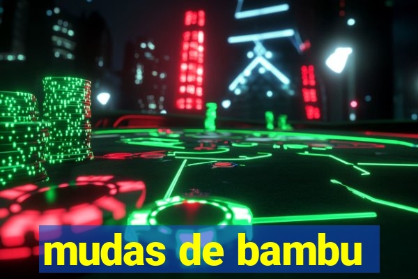 mudas de bambu