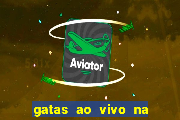 gatas ao vivo na web cam